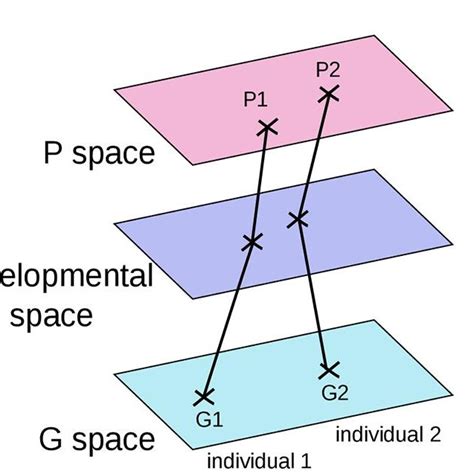 Environmentphenotype Relationship Vs Gp Relationship For Sex