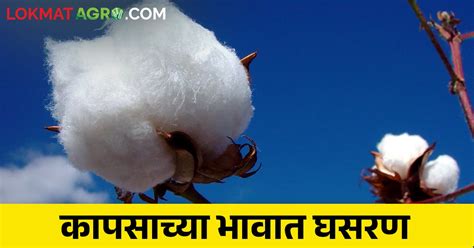 कापसाचे दर हमी भावापेक्षाही चारशे रुपयांनी खाली The Price Of Cotton Is Rs 400 Below The Msp