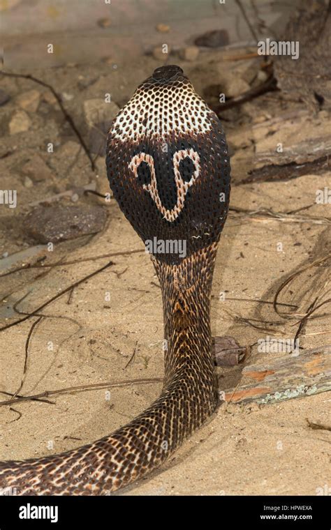 Indian Cobra / Spectacled Cobra (Naja naja Stock Photo - Alamy