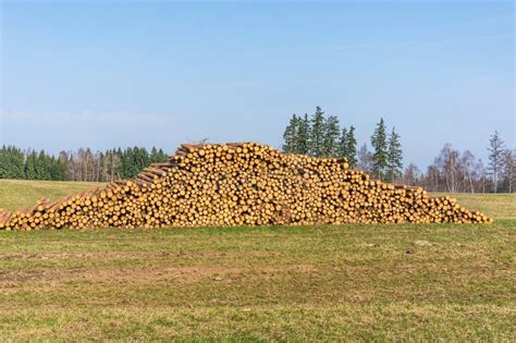 Wooden Logs Or Trunks Of Trees Cut And Stacked On The Ground Stock