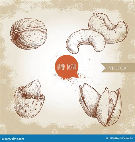 Cashew Nut Collection Hand Drawing Vintage Style On White Royalty Free