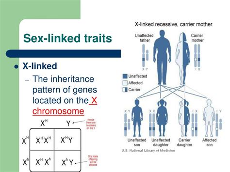 PPT Pedigrees And Sex Linked Traits PowerPoint Presentation Free