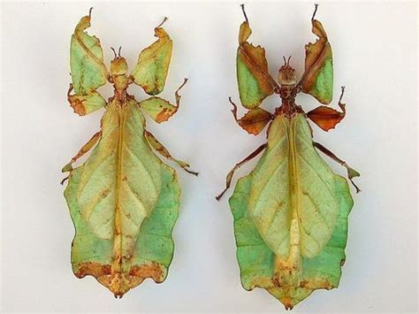 Giant Malaysian Leaf Insect Phyllium Giganteum Ph By Vaclav Hanzlik