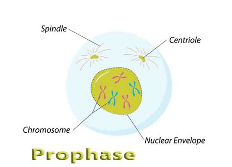 Prophase