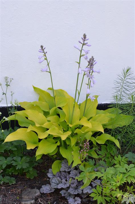 Hosta 'Sun Power' in the Hostas Database - Garden.org