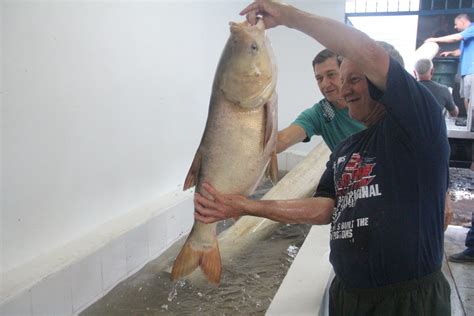 Segunda edição da Feira do Peixe acontece neste sábado em Estrela