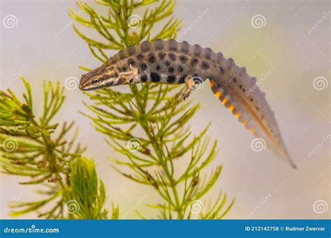 Common Newt Amhibian In Freshwater Habitat Stock Photo Image Of Color