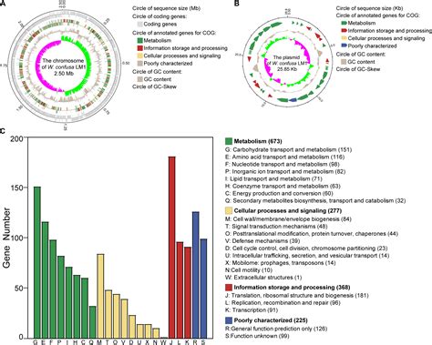 Frontiers Complete Genome Sequence Of Weissella Confusa Lm And