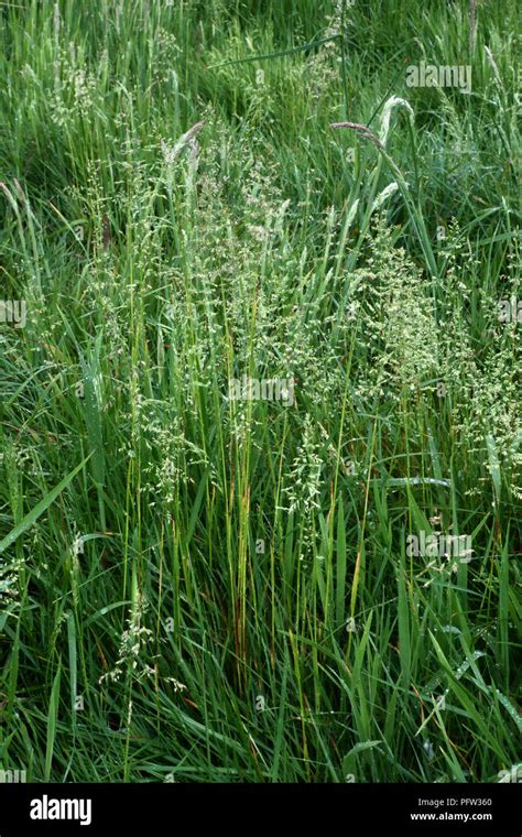 Smooth Meadow Grass Poa Pratensis Flowering In A Pasture Berkshire England Uk May Stock