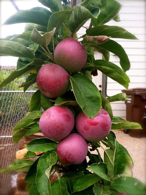 Erika'sBackToBasics: Columnar Apple Tree Harvest