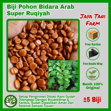 Jual 5 Biji Benih Bidara Arab Benih Pohon Bidara Arab Ruqiyah Super