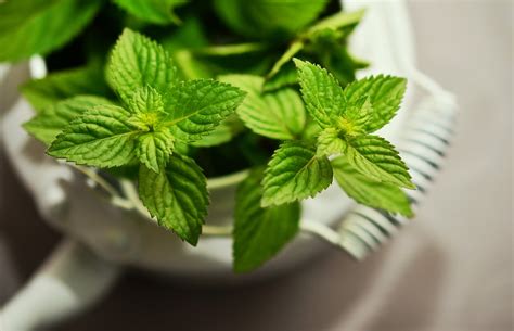 Piante Aromatiche Da Balcone