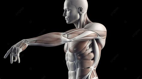 Human Body With Muscles Showing Background, 3d Male Medical Figure Showing Shoulder Abduction ...