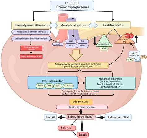 Diabetes and Renal Complications: An Overview on Pathophysiology