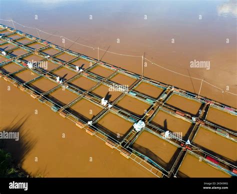 aerial view  ponds  cages tilapia farming tilapia fish