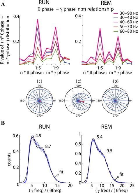 Cross Frequency Phasephase Coupling Between Theta And Gamma