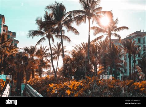 Beatiful palm trees in a beach in florida Stock Photo - Alamy