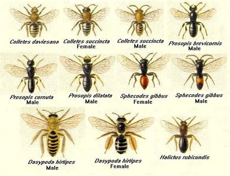 Bee Solitary Bees Species