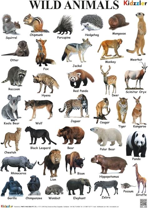 20 Wild Animals Name, Pictures And Definition English, 41% OFF