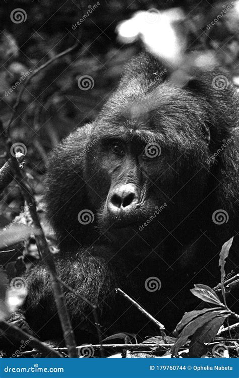 A Black-back Gorilla among the Leaves in the Forest Stock Photo - Image ...