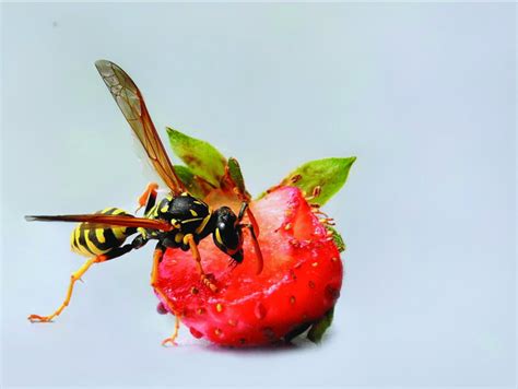 Red Paper Wasp Sting Treatment - Iwish Iwas