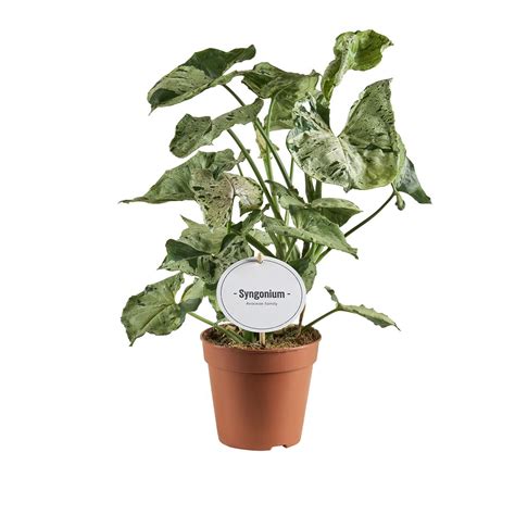 Syngonium Green Splash Plant Wholesale FlorAccess