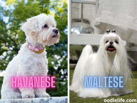 Havanese Vs Maltese - Dog Breed Comparison (with Photos!) - Oodle Life