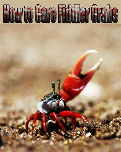 How To Care Fiddler Crabs