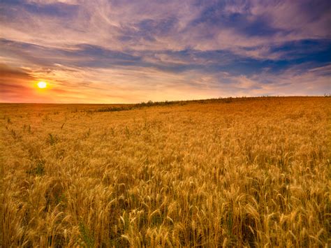 khorasan wheat  story   ancient grain   grains council