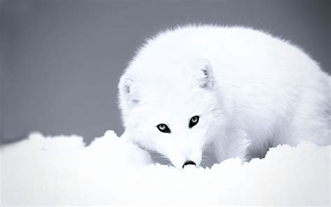 Arctic Fox Wallpapers - Top Free Arctic Fox Backgrounds - WallpaperAccess