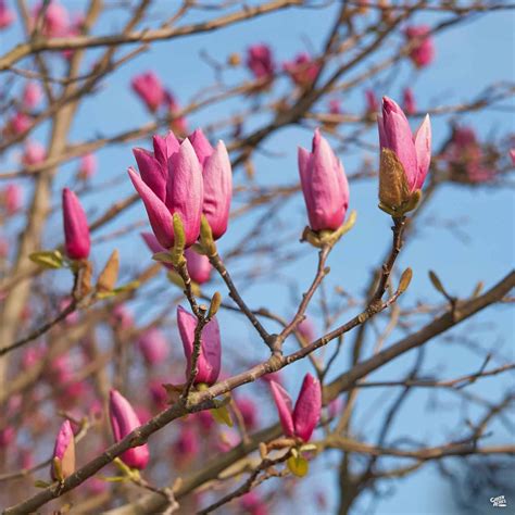 Magnolia 'Ann' — Green Acres Nursery & Supply