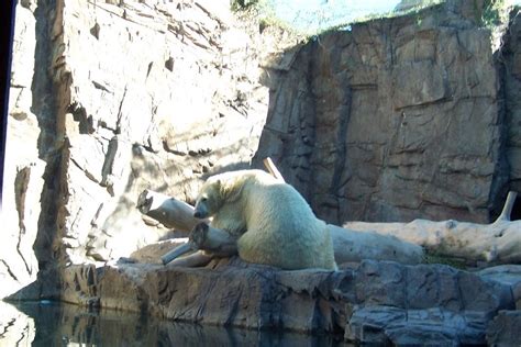 Polar Bear Reid Park Zoo Tucson Az Polar Bear Polar Bear