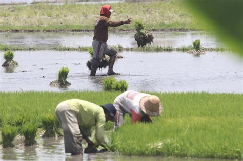 Tingkatkan Produktivitas PLN Jatim Luncurkan Program Elfarm