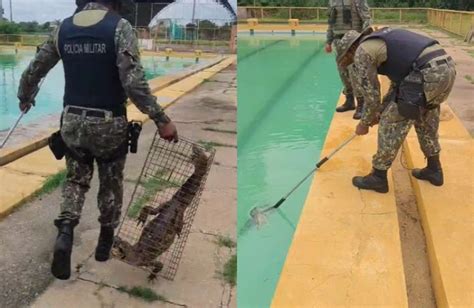 Jacaré é capturado dentro de piscina na UFPI em Teresina Portal O Dia