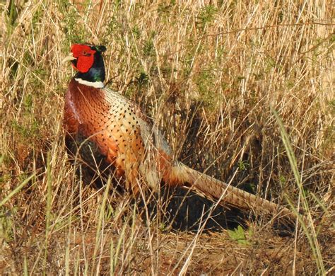 Meet The Ring Necked Pheasant Sacramento Audubon Society