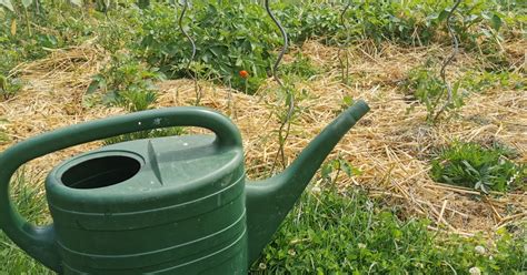 À quelle fréquence arroser les tomates Nos conseils