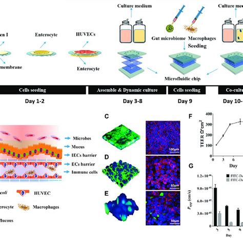 The Human Inflammatory Bowel Disease Model On A Chip A