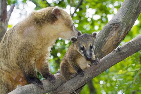 11 Interesting Coatimundi Facts