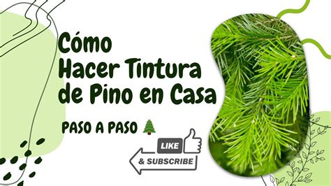 Paso A Paso C Mo Hacer Tintura De Pino En Casa Youtube