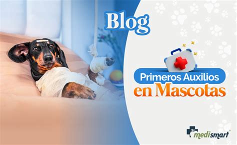 Primeros Auxilios En Mascotas Medismart