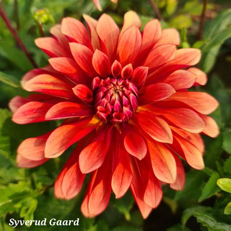 Dahlia Miss Brandy Syverud Gaard