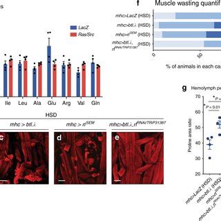 Muscle Specific Btl DERK Signalling Promotes Muscle Wasting In HSD A