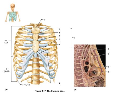 Chest Bones Diagram Diagram | Quizlet