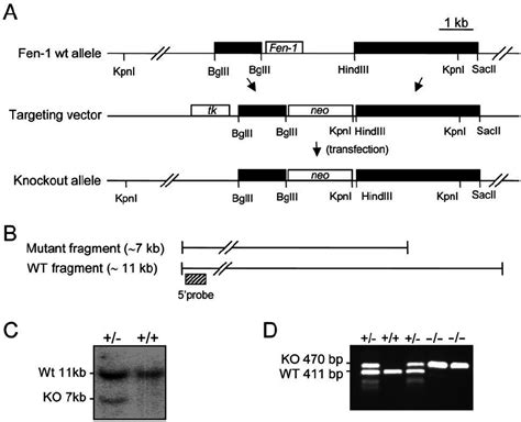 Targeted Disruption Of The Murine Fen1 Locus A Physical Map Of The