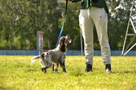 Why Its Essential To Properly Train Your Dog Miss Molly Says