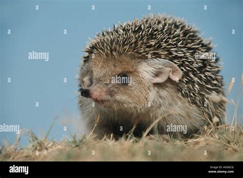 long eared hedgehog long eared hedgehog hemiechinus hypomelas