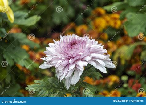 Cris Ntemo Uma Das Dez Flores Famosas Na China Foto De Stock Imagem