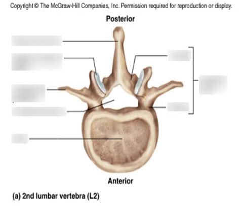 Vertebral Column Diagram Quizlet