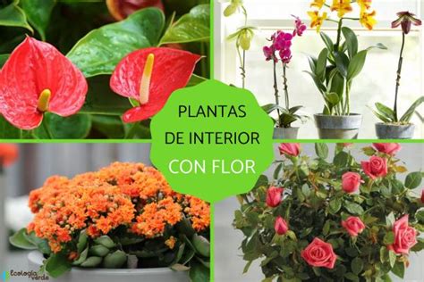 22 plantas de interior con flor - Nombres y FOTOS