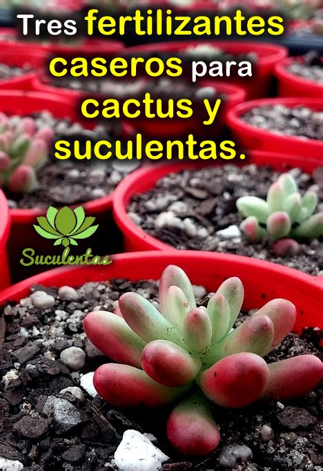 Fertilizantes Caseros Y Org Nicos Para Cactus Y Suculentas Mini